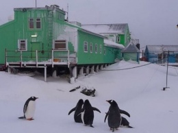 Украина купит ледокол для антарктических экспедиций. Кабмин выделил средства