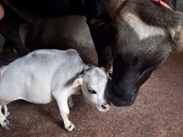 В Бангладеш стала знаменитостью карликовая корова