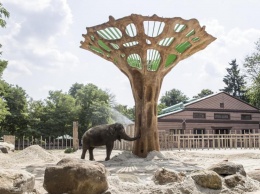 В День слона в киевском зоопарке обновили летний вольер: как он выглядит и что изменилось