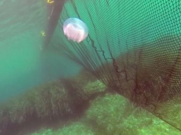 Додумались: на курортах Азовского моря устанавливают сети от медуз