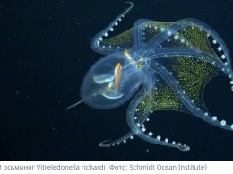 Завораживающая красота. Ученые впервые сняли глубоководного прозрачного осьминога (ВИДЕО)