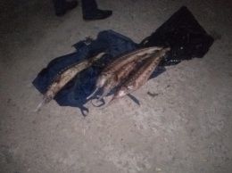 На Николаевщине рыбак сбежал от проверки, - в его машине "всплыли" 4 севрюги