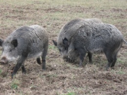 В национальном парке Херсонщины - вспышка африканской чумы свиней