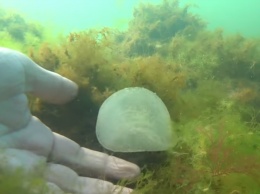Морское дно на побережье Одессы усыпано "ртутными шариками": есть ли опасность