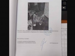"Пояснить ничего не смог", - в России следователи привлекли в свидетели кота (ФОТО)