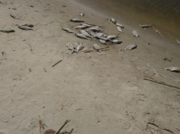 В Днепре возле Черкасс обнаружили пораженную паразитами рыбу