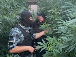 В Одесской области спецназ морской охраны накрыл теплицу по выращиванию конопли