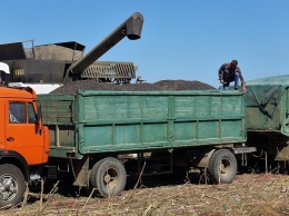 В Крыму намолотили более 17 тысяч тонн подсолнечника