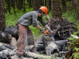 Пять лет лишения свободы за незаконную вырубку деревьев: в Петропавловском районном суде вынесен приговор