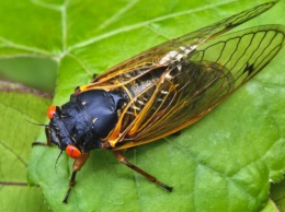 Восточное побережье США оккупировали инвазивные цикады, в 47 округах срочно введен карантин