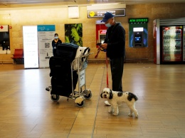 В аэропорту Домодедово собака пропала из багажного отделения