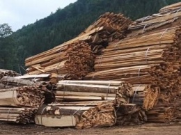 На Буковине в заповедном фонде вырубили леса на миллионы гривен