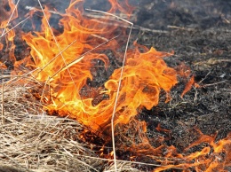 На Николаевщине за сутки 20 пожаров в экосистемах: горели не только открытые территории, а и лес