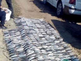 На Одесщине браконьеры выловили рыбы на 1,7 млн грн (фото)