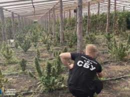 Жители Синельниковского района решили заняться «профессиональным» выращиванием марихуаны