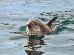 Жуткое зрелище: на берег Азовского моря выбросило мертвых дельфинов
