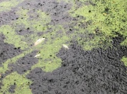 Экологи бьют тревогу: в реке Тетерев массово гибнет рыба