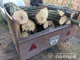 В Запорожской области подросток незаконно рубил акацию в посадке