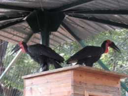 В Николаевском зоопарке рогатые вороны отпраздновали новоселье