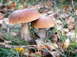 В Киевской области местная жительница съела лесные грибы и скончалась от отравления