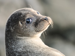 В Антарктиде впервые в истории пересчитали тюленей