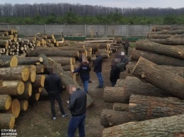 В Украине с начала года осудили более 40 человек за незаконную продажу лесных ресурсов