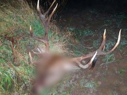 Безжалостный браконьер: в Чернобыльской зоне охотник убил и расчленил оленя