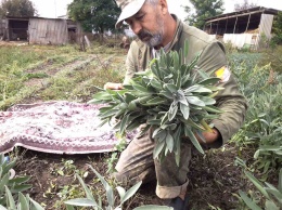 В Николаевской области ветераны АТО собирают первый урожай шалфея (ФОТО)