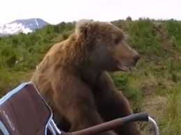 Медведь пришел к рыбакам и сел любоваться видом: милое видео