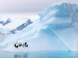 Ученые нашли во флоре и фауне Антарктики тяжелые металлы и пестициды