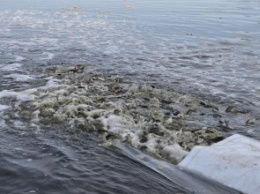 В 2021 году в реку Днепр выпустили почти 1,3 млн мальков