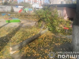 В Кременчуге умерла 4-летняя девочка, на которую в детсаду упало дерево