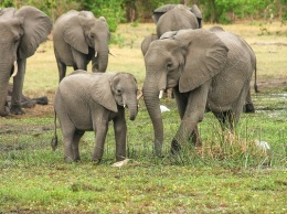 Охотники вынудили слонов рождаться без бивней
