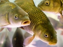 С ноября на Днепропетровщине ограничат вылов рыбы: где и почему