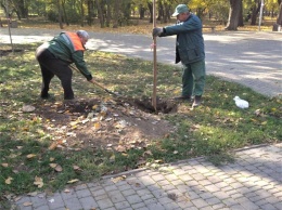 В Преображенском парке Одессы высадили 8 катальп. Фото