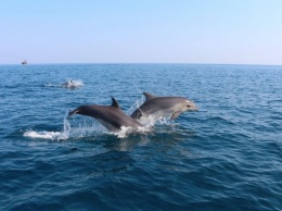 Женщина 12 часов провела в холодной морской воде, ее жизнь спасли дельфины