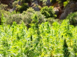 В Кировском районе двое местных жителей вырастили 125 кустов марихуаны