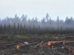 На Бориспольской трассе уничтожают лес для аэродрома беспилотников Новой почты (видео) | ТопЖыр
