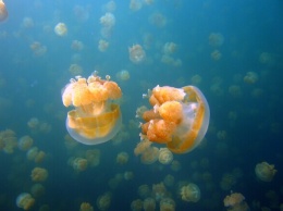 В Азовском море в декабре продолжается нашествие медуз (видео)