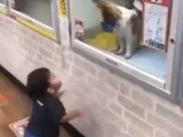 Встреча ребенка и щенка в зоомагазине умилила интернет
