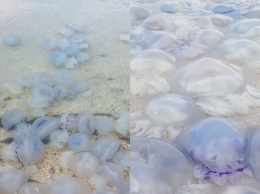 В Крыму предложили готовить мармелад из медуз
