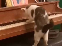 Играет на пианино: кот удивил хозяйку неожиданным талантом