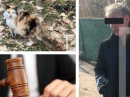 Напоила кота пивом на 4000 гривен: жительницу Кривого Рога наказали за издевательство над животным