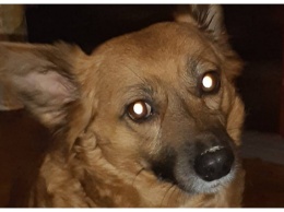 В Никополе после смерти хозяйки собаку выгнали на улицу: помогите найти дом
