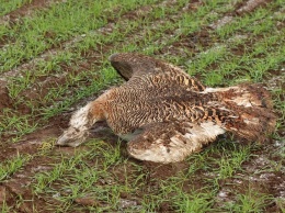 Массовую гибель краснокнижных птиц зафиксировали на полях Крыма