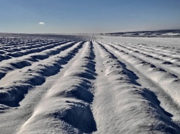 Лавандовые поля в Крыму накрыло одеялом из снега