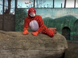 Директор одесского зоопарка переоделся в тигра и хватал посетительниц (ВИДЕО)