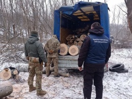 На Донбассе задержали группу "черных" лесорубов