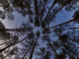 Кабмин одобрил госстратегию управления лесами до 2035 года
