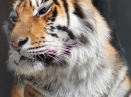 В городе Запорожской области живет 10 тигров